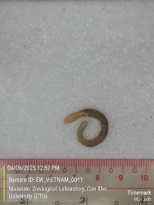  (Polypheretima militium - EW_VIETNAM_0011)  @11 [ ] by-nc-sa (2025) Thibaud Deca&euml;ns University of Montpellier