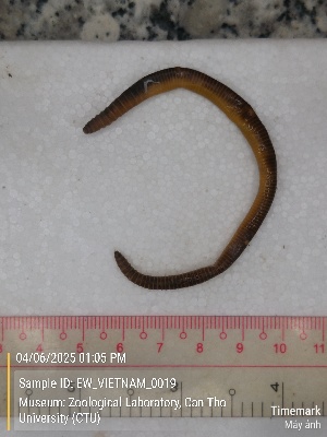  (Metaphire planata - EW_VIETNAM_0019)  @11 [ ] by-nc-sa (2025) Thibaud Decaëns University of Montpellier