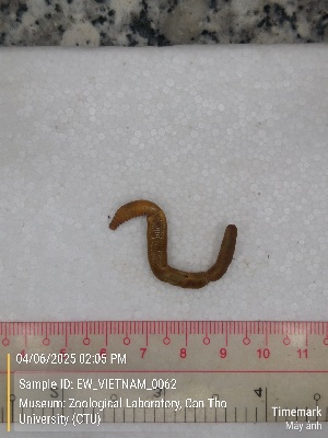  (Metaphire easupana - EW_VIETNAM_0062)  @11 [ ] by-nc-sa (2025) Thibaud Decaëns University of Montpellier