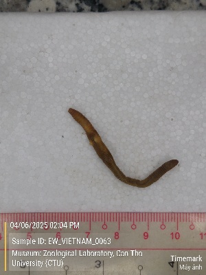  ( - EW_VIETNAM_0063)  @11 [ ] by-nc-sa (2025) Thibaud Decaëns University of Montpellier