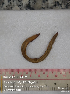  (Metaphire iranomala - EW_VIETNAM_0064)  @11 [ ] by-nc-sa (2025) Thibaud Decaëns University of Montpellier