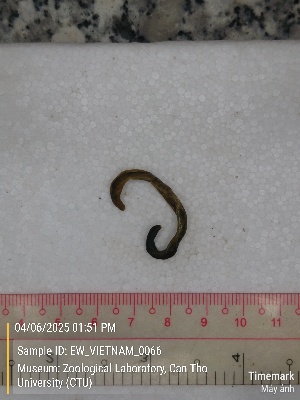  (Drawida sp.3 - EW_VIETNAM_0066)  @11 [ ] by-nc-sa (2025) Thibaud Deca&euml;ns University of Montpellier