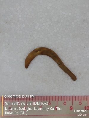  ( - EW_VIETNAM_0072)  @11 [ ] by-nc-sa (2025) Thibaud Decaëns University of Montpellier