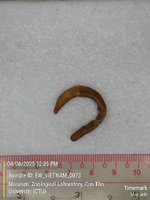  ( - EW_VIETNAM_0073)  @11 [ ] by-nc-sa (2025) Thibaud Decaëns University of Montpellier