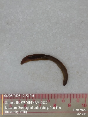  ( - EW_VIETNAM_0087)  @11 [ ] by-nc-sa (2025) Thibaud Decaëns University of Montpellier