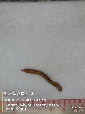  ( - EW_VIETNAM_0088)  @11 [ ] by-nc-sa (2025) Thibaud Decaëns University of Montpellier