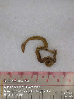  ( - EW_VIETNAM_0152)  @11 [ ] by-nc-sa (2025) Thibaud Decaëns University of Montpellier