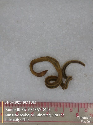  ( - EW_VIETNAM_0153)  @11 [ ] by-nc-sa (2025) Thibaud Decaëns University of Montpellier