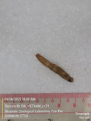  ( - EW_VIETNAM_0171)  @11 [ ] by-nc-sa (2025) Thibaud Decaëns University of Montpellier