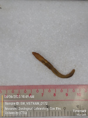  ( - EW_VIETNAM_0172)  @11 [ ] by-nc-sa (2025) Thibaud Decaëns University of Montpellier