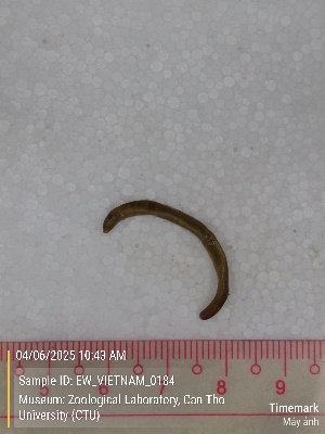  ( - EW_VIETNAM_0184)  @11 [ ] by-nc-sa (2025) Thibaud Deca&euml;ns University of Montpellier