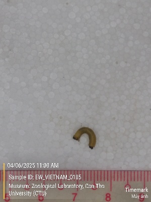  ( - EW_VIETNAM_0185)  @11 [ ] by-nc-sa (2025) Thibaud Decaëns University of Montpellier