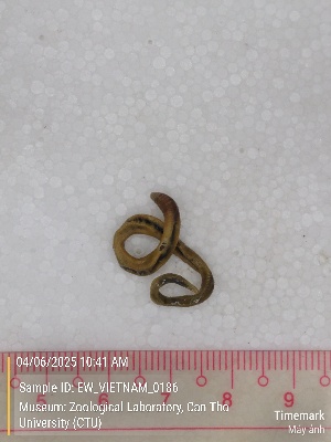  ( - EW_VIETNAM_0186)  @11 [ ] by-nc-sa (2025) Thibaud Decaëns University of Montpellier