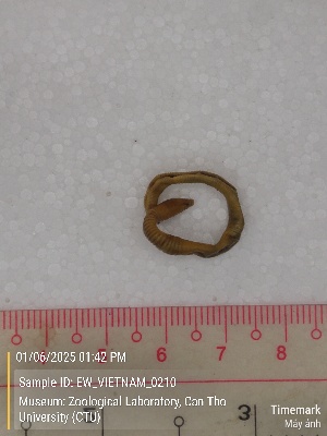  ( - EW_VIETNAM_0210)  @11 [ ] by-nc-sa (2025) Thibaud Decaëns University of Montpellier