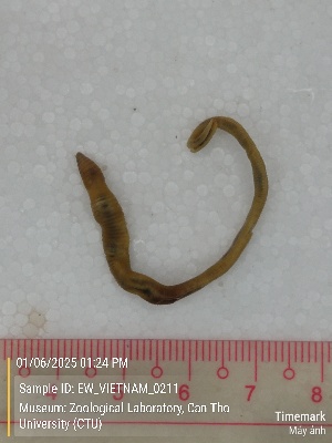  ( - EW_VIETNAM_0211)  @11 [ ] by-nc-sa (2025) Thibaud Decaëns University of Montpellier