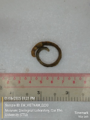  ( - EW_VIETNAM_0230)  @11 [ ] by-nc-sa (2025) Thibaud Deca&euml;ns University of Montpellier