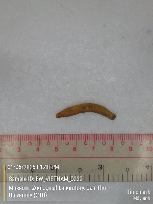  ( - EW_VIETNAM_0232)  @11 [ ] by-nc-sa (2025) Thibaud Decaëns University of Montpellier