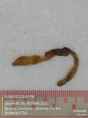  ( - EW_VIETNAM_0233)  @11 [ ] by-nc-sa (2025) Thibaud Decaëns University of Montpellier