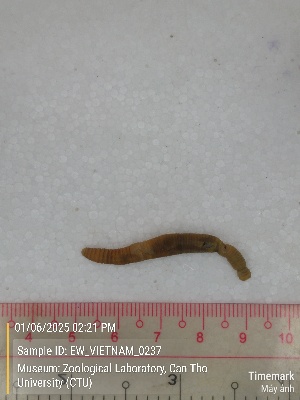  ( - EW_VIETNAM_0237)  @11 [ ] by-nc-sa (2025) Thibaud Decaëns University of Montpellier