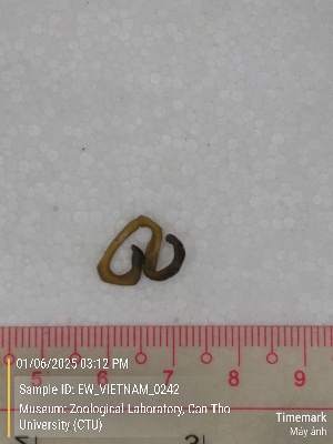  ( - EW_VIETNAM_0242)  @11 [ ] by-nc-sa (2025) Thibaud Deca&euml;ns University of Montpellier