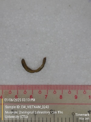  ( - EW_VIETNAM_0243)  @11 [ ] by-nc-sa (2025) Thibaud Deca&euml;ns University of Montpellier