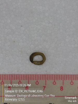  ( - EW_VIETNAM_0246)  @11 [ ] by-nc-sa (2025) Thibaud Deca&euml;ns University of Montpellier