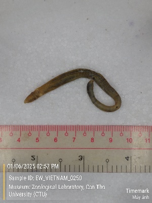  ( - EW_VIETNAM_0250)  @11 [ ] by-nc-sa (2025) Thibaud Deca&euml;ns University of Montpellier