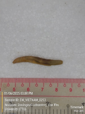  ( - EW_VIETNAM_0253)  @11 [ ] by-nc-sa (2025) Thibaud Decaëns University of Montpellier