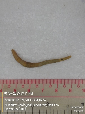  ( - EW_VIETNAM_0254)  @11 [ ] by-nc-sa (2025) Thibaud Decaëns University of Montpellier