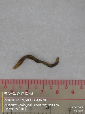  ( - EW_VIETNAM_0258)  @11 [ ] by-nc-sa (2025) Thibaud Deca&euml;ns University of Montpellier