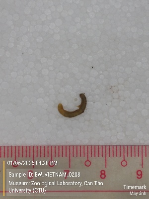  (Drawida sp.2 - EW_VIETNAM_0288)  @11 [ ] by-nc-sa (2025) Thibaud Deca&euml;ns University of Montpellier