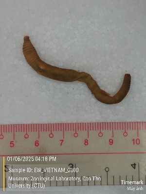  ( - EW_VIETNAM_0300)  @11 [ ] by-nc-sa (2025) Thibaud Decaëns University of Montpellier