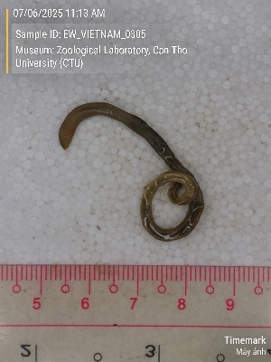  ( - EW_VIETNAM_0305)  @11 [ ] by-nc-sa (2025) Thibaud Decaëns University of Montpellier