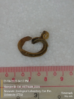  ( - EW_VIETNAM_0306)  @11 [ ] by-nc-sa (2025) Thibaud Decaëns University of Montpellier