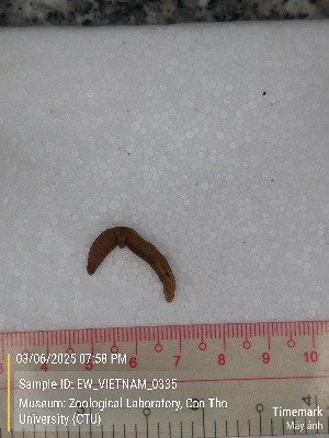  ( - EW_VIETNAM_0335)  @11 [ ] by-nc-sa (2025) Thibaud Decaëns University of Montpellier