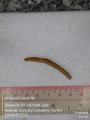  ( - EW_VIETNAM_0340)  @11 [ ] by-nc-sa (2025) Thibaud Decaëns University of Montpellier