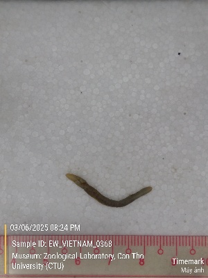  (Drawida sp.6 - EW_VIETNAM_0368)  @11 [ ] by-nc-sa (2025) Thibaud Deca&euml;ns University of Montpellier