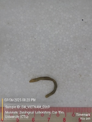  ( - EW_VIETNAM_0369)  @11 [ ] by-nc-sa (2025) Thibaud Deca&euml;ns University of Montpellier