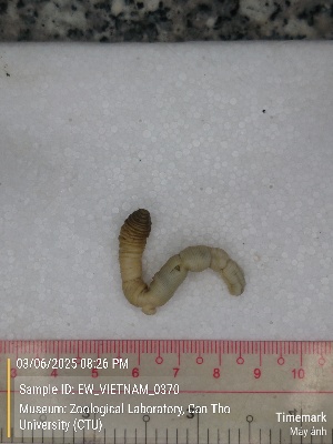  (Polypheretima cattienensis - EW_VIETNAM_0370)  @11 [ ] by-nc-sa (2025) Thibaud Deca&euml;ns University of Montpellier