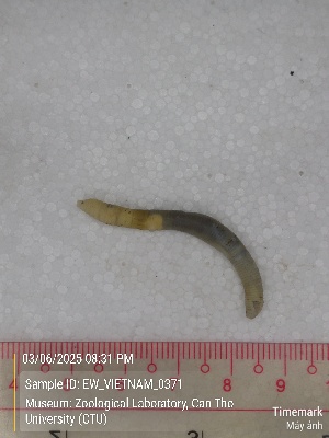  (Polypheretima cordata - EW_VIETNAM_0371)  @11 [ ] by-nc-sa (2025) Thibaud Deca&euml;ns University of Montpellier