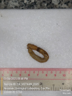  ( - EW_VIETNAM_0385)  @11 [ ] by-nc-sa (2025) Thibaud Decaëns University of Montpellier