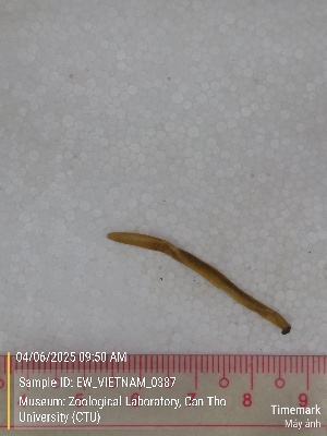  ( - EW_VIETNAM_0387)  @11 [ ] by-nc-sa (2025) Thibaud Decaëns University of Montpellier