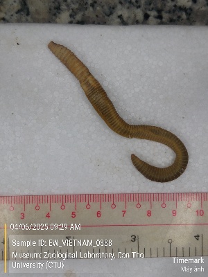  ( - EW_VIETNAM_0388)  @11 [ ] by-nc-sa (2025) Thibaud Decaëns University of Montpellier