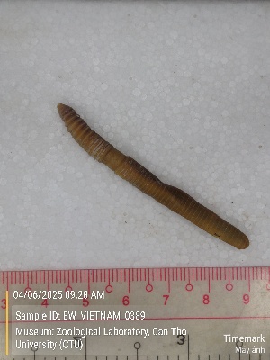  ( - EW_VIETNAM_0389)  @11 [ ] by-nc-sa (2025) Thibaud Decaëns University of Montpellier