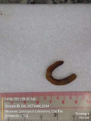  ( - EW_VIETNAM_0394)  @11 [ ] by-nc-sa (2025) Thibaud Decaëns University of Montpellier