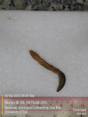  ( - EW_VIETNAM_0395)  @11 [ ] by-nc-sa (2025) Thibaud Decaëns University of Montpellier