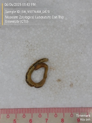  ( - EW_VIETNAM_0475)  @11 [ ] by-nc-sa (2025) Thibaud Decaëns University of Montpellier