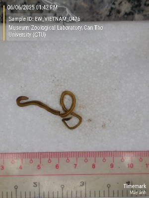  ( - EW_VIETNAM_0476)  @11 [ ] by-nc-sa (2025) Thibaud Decaëns University of Montpellier