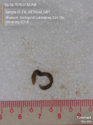  ( - EW_VIETNAM_0497)  @11 [ ] by-nc-sa (2025) Thibaud Deca&euml;ns University of Montpellier