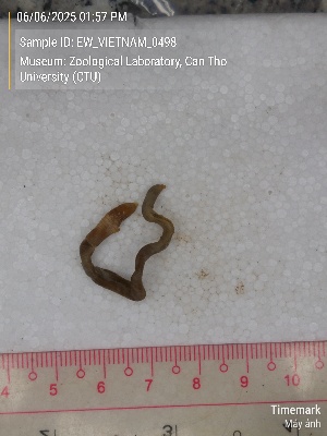  ( - EW_VIETNAM_0498)  @11 [ ] by-nc-sa (2025) Thibaud Deca&euml;ns University of Montpellier